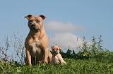 AMSTAFF  ADULT & PUPPIES 072